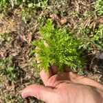 Artemisia annua برگ