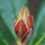 Rhododendron sanguineum Sonstige