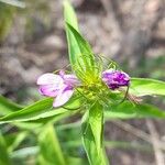 Justicia squarrosa Flor