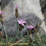Dianthus subacaulis Flor