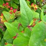 Hypericum androsaemum List