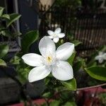 Wrightia antidysenterica Λουλούδι