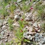 Cynoglossum montanum Natur