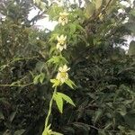 Dalechampia scandens Floare