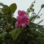 Asarina erubescens Flower