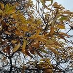 Castanea sativa Likasa
