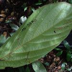 Cordia sprucei Leaf