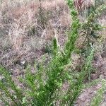 Artemisia biennis Leaf