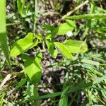 Ipomoea biflora Leht