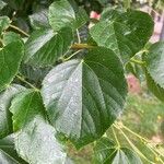 Tilia × euchlora Folla