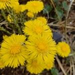 Tussilago farfaraFlower