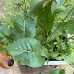 Parthenium integrifolium Folla