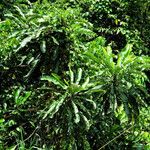 Anthocleista schweinfurthii आदत