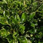 Coprosma repens List