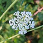 Daucus carota Virág