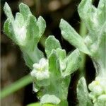 Bombycilaena erecta Leaf