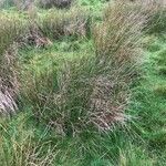 Juncus conglomeratus Leaf