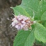 Mentha longifolia Flower