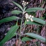 Asclepias nivea Plante entière