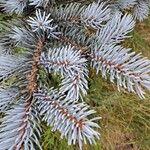 Picea pungensList