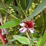 Feijoa sellowiana Flower