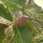 Ficus aspera Fruit