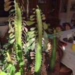 Euphorbia trigona Hoja