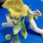 Amphilophium crucigerum Flor