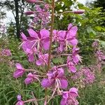 Epilobium angustifoliumफूल