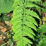 Dryopteris remota Fuelha