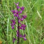 Anacamptis laxiflora Flor
