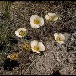 Calochortus leichtlinii Egyéb