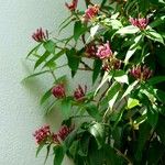 Lonicera tatarica Yaprak