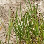 Juncus heterophyllus Habit