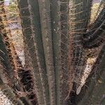 Leucostele terscheckii List