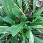 Plantago lanceolataLeaf