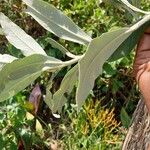 Tarchonanthus camphoratus Leaf