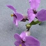 Iberis umbellata Flower