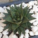 Aloe aristata List