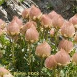 Geum reptans Other