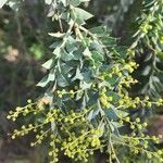 Acacia cultriformis Leaf