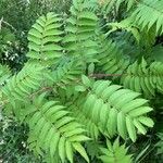 Sorbaria sorbifolia Leaf