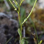 Arabis auriculata Staniste