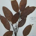Cryptocarya guianensis Други