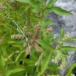 Penthorum sedoides Flower