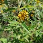 Lysimachia vulgaris Flower