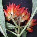 Palicourea aurantiibractea Flower