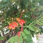 Caesalpinia pulcherrimaÇiçek