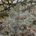 Abies cephalonica Fuelha