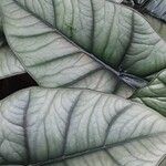 Alocasia baginda Folha